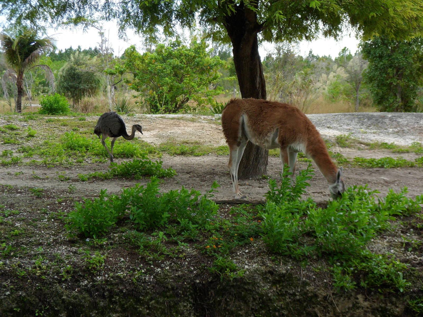 Rhea and Guanaco