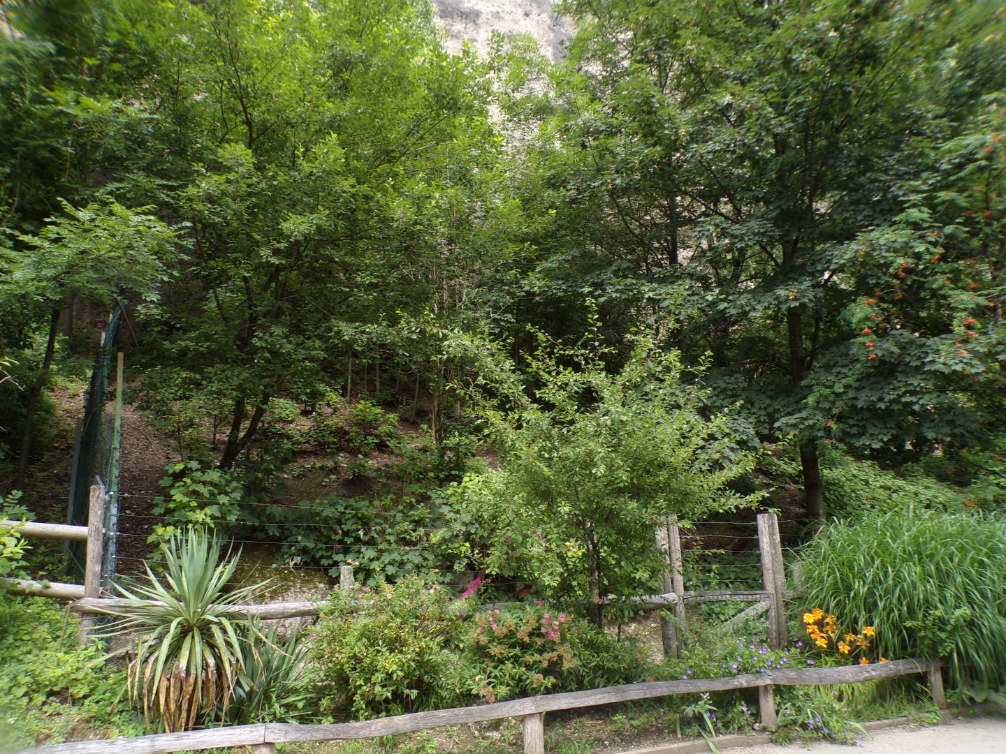 Rhea and mara enclosure 13.7.25