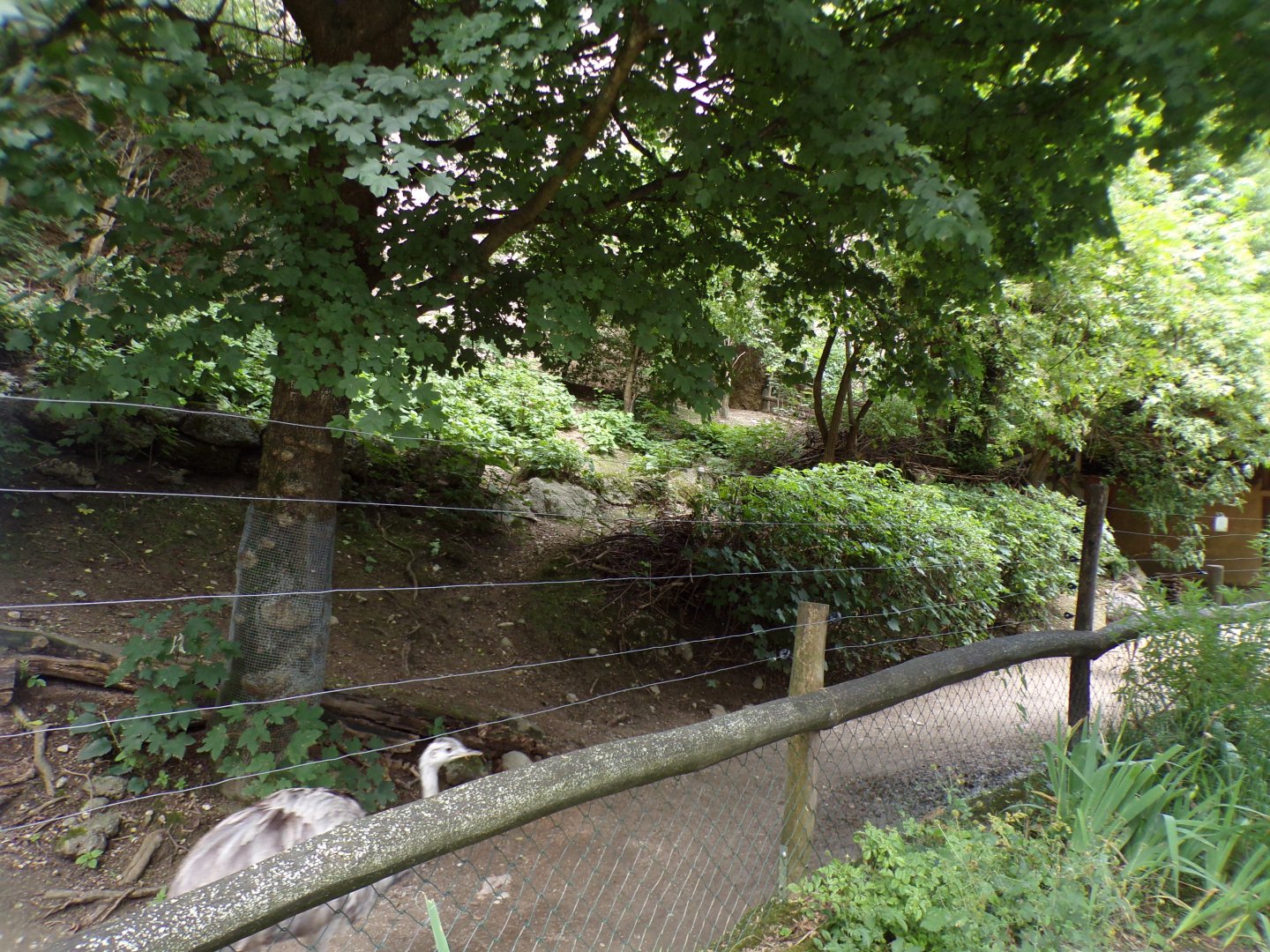 Rhea and mara enclosure 13.7.25