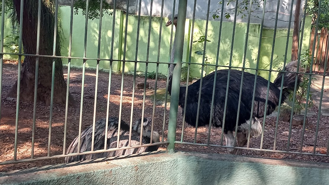 rhea and ostrich interacting.
