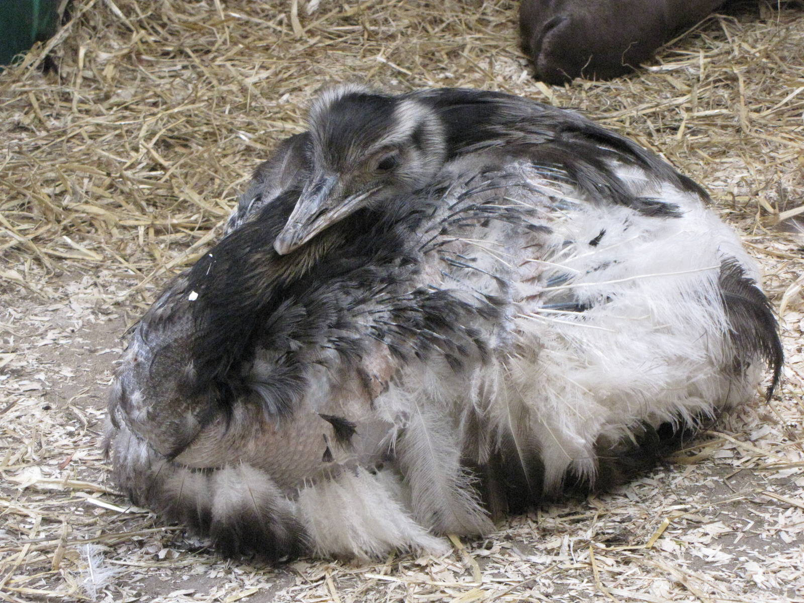 Rhea at Galloway Wildlife Conservation Park
