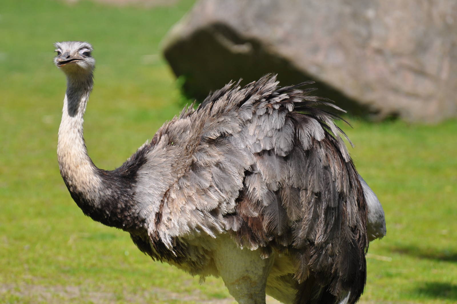 Rhea at Kolmården Wildlife Park