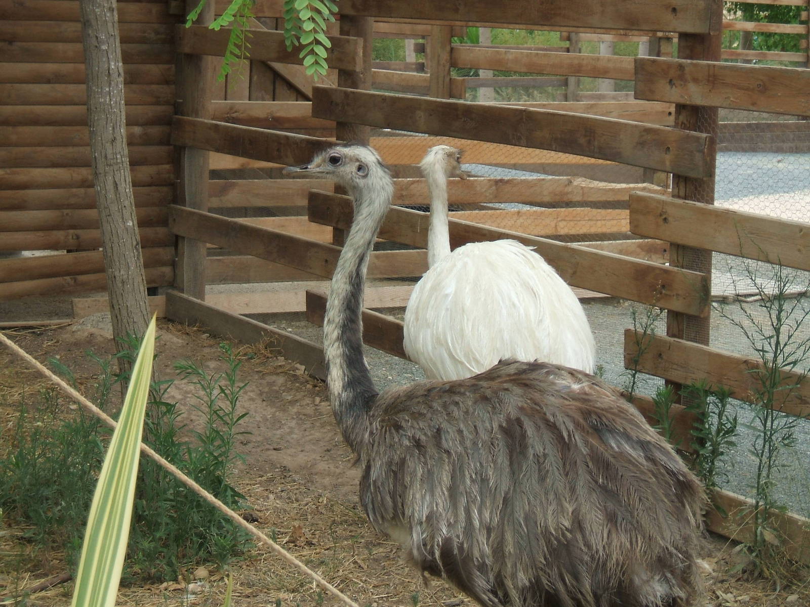 Rhea at Terra Natura