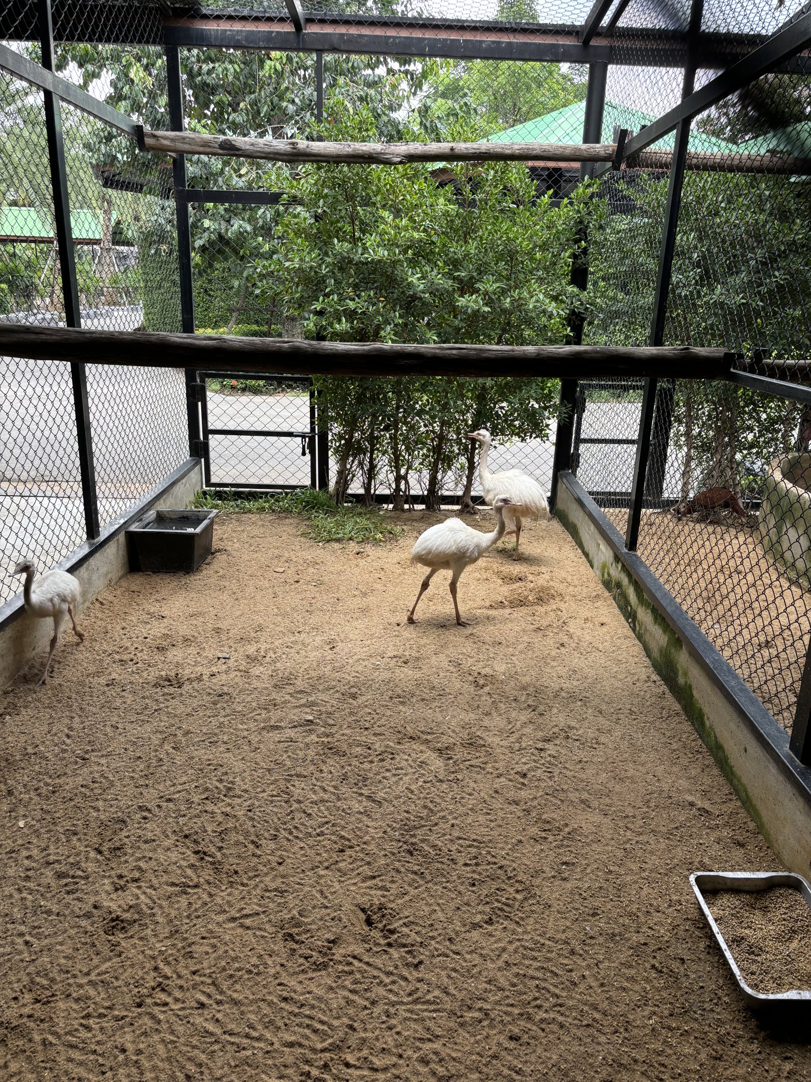 Rhea Aviary - Lion Park
