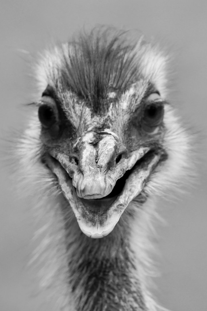 Rhea, Birdworld, August 2020