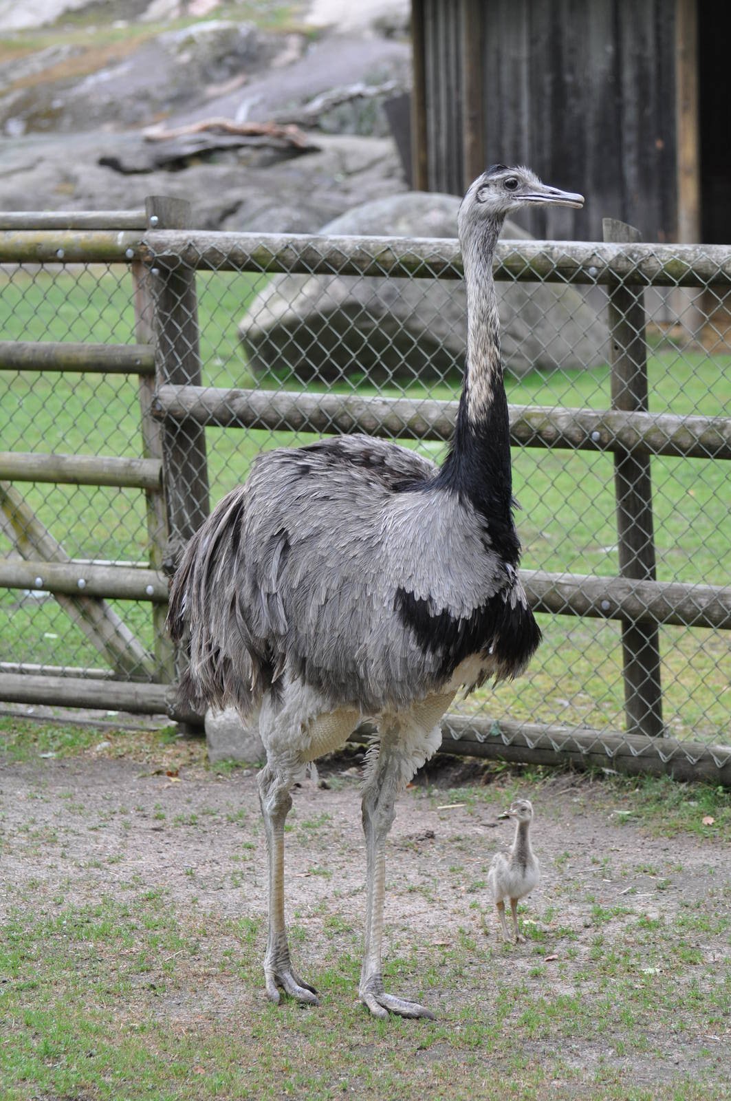 Rhea chicken at Kolmården Wildlife Park