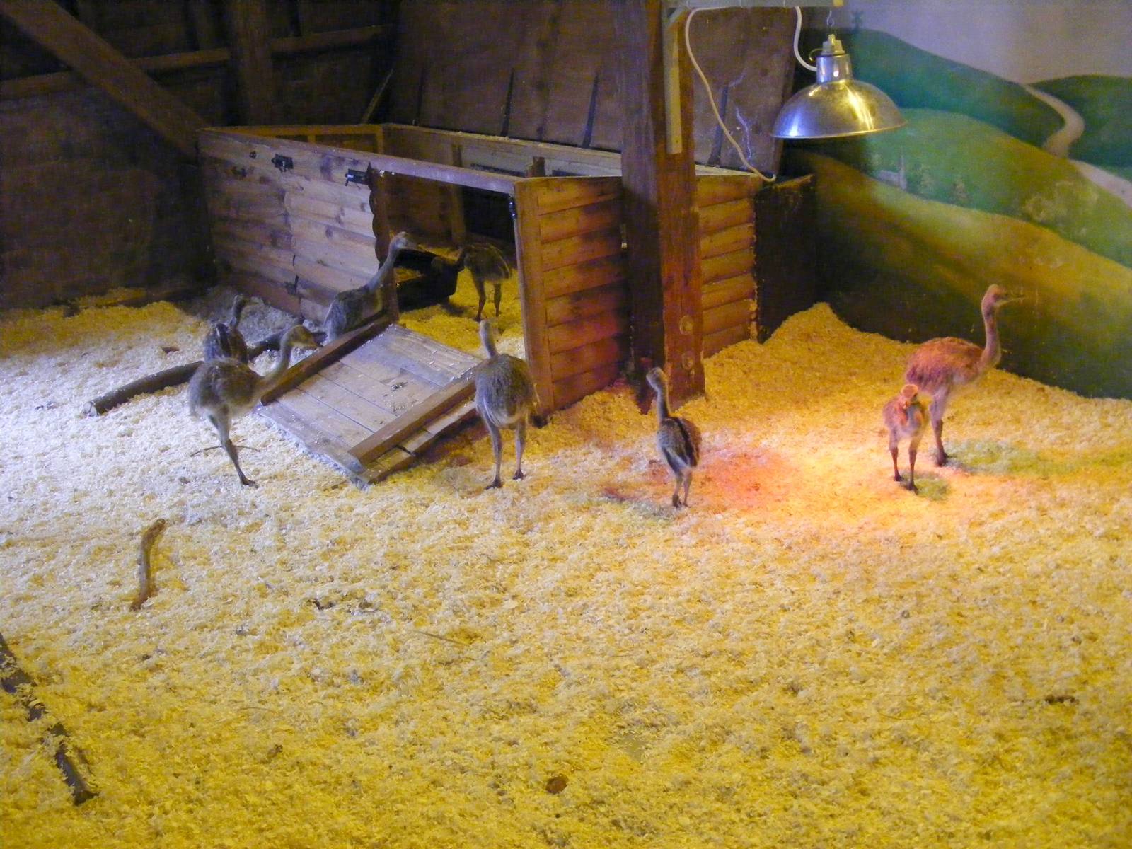 Rhea chicks at Birmingham Nature Centre, 30 August 2010