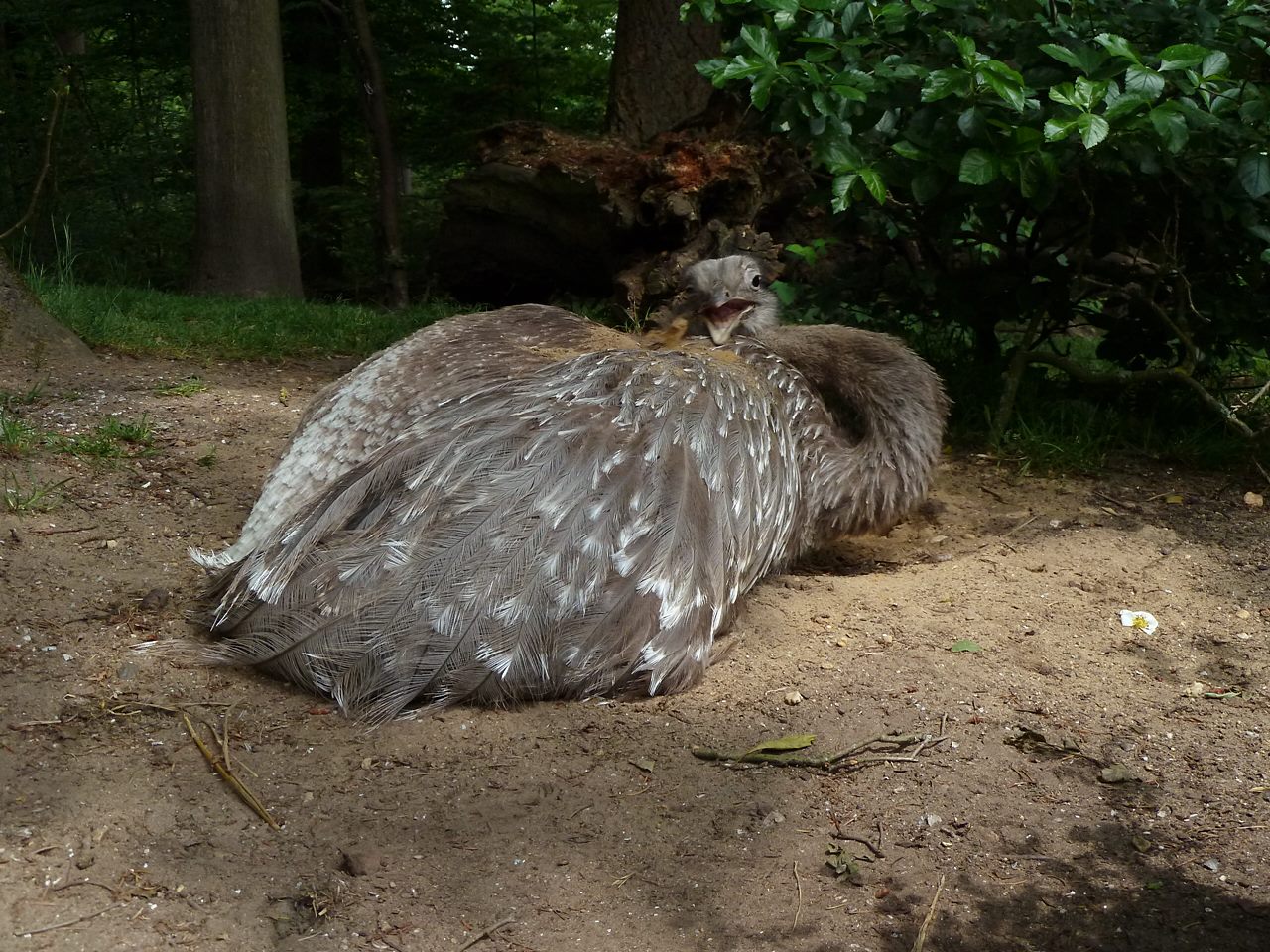 Rhea covering itself with sand