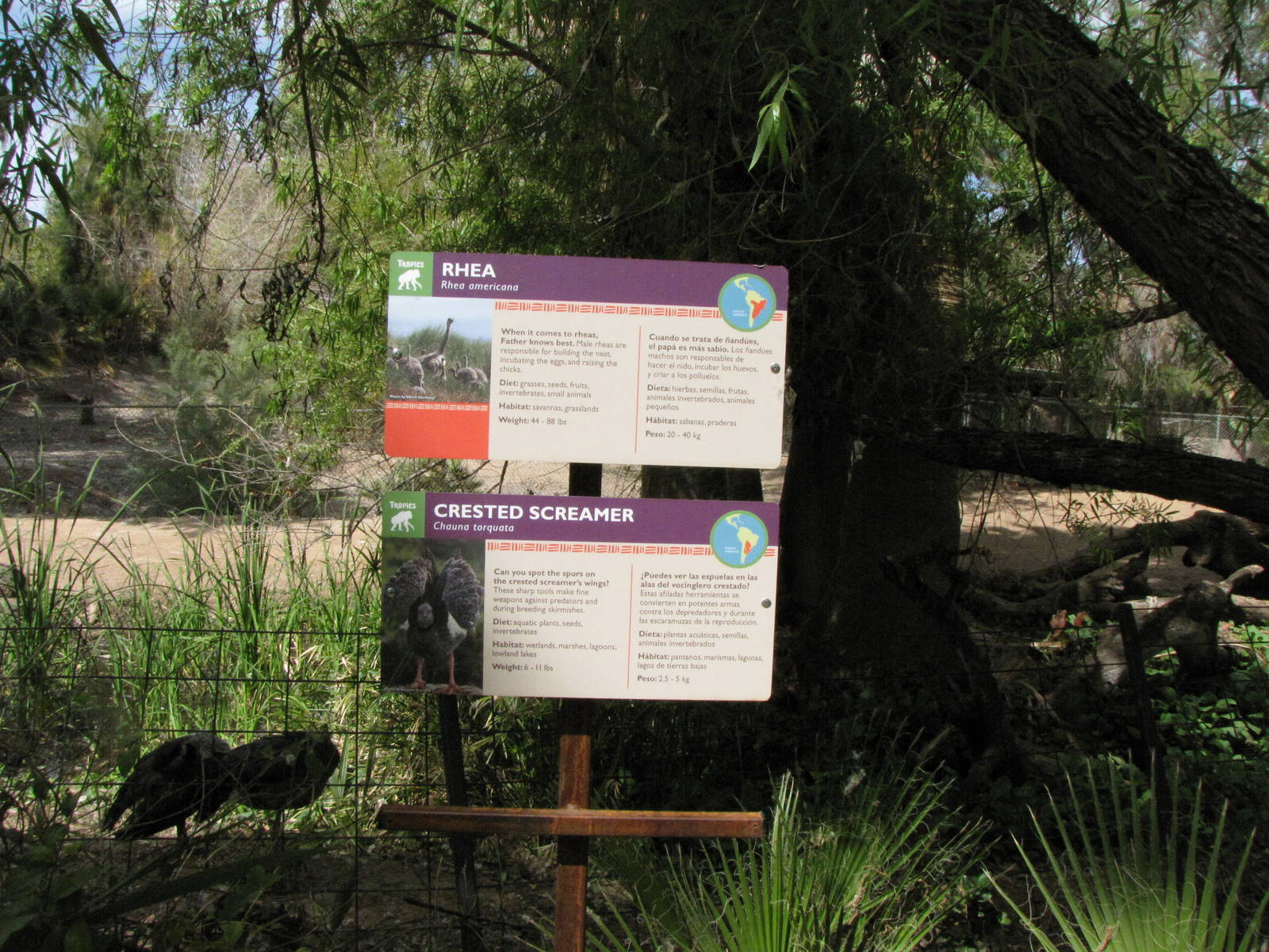 Rhea/Crested Screamer Exhibit