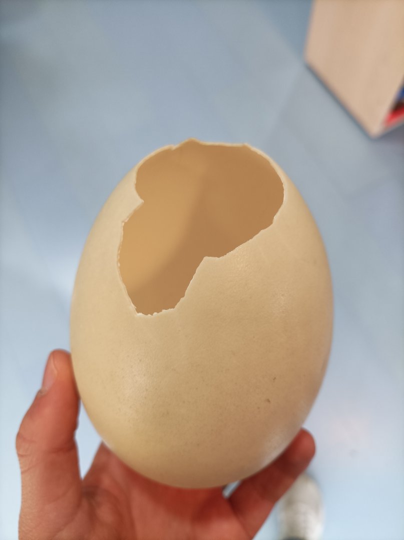 Rhea egg