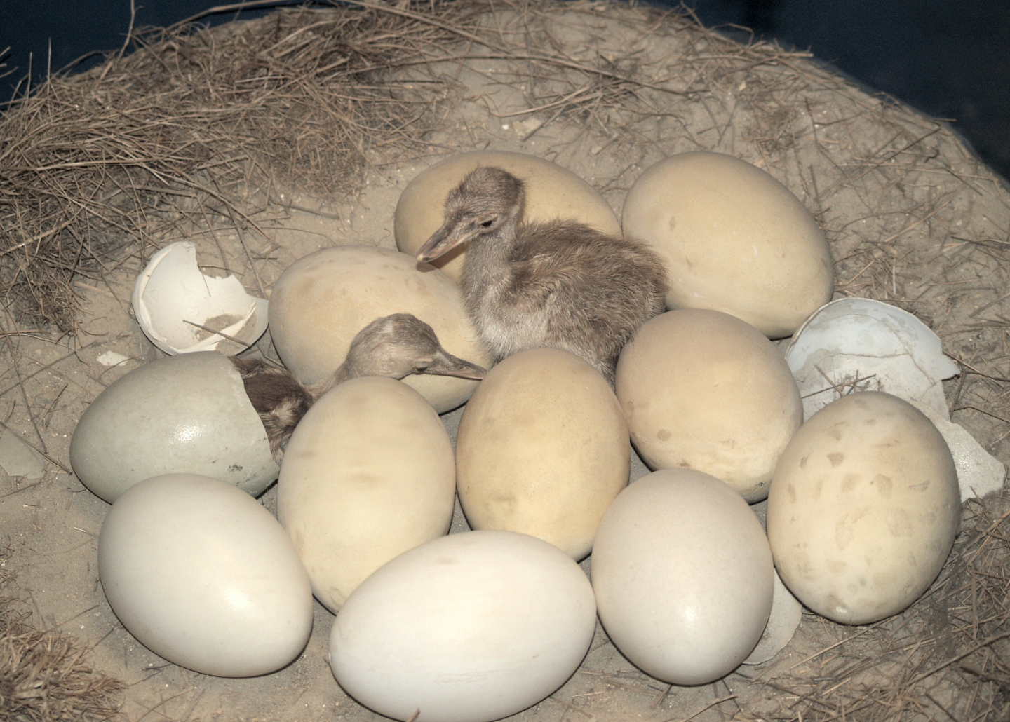 Rhea eggs and chicks specimens, 2006-07-08
