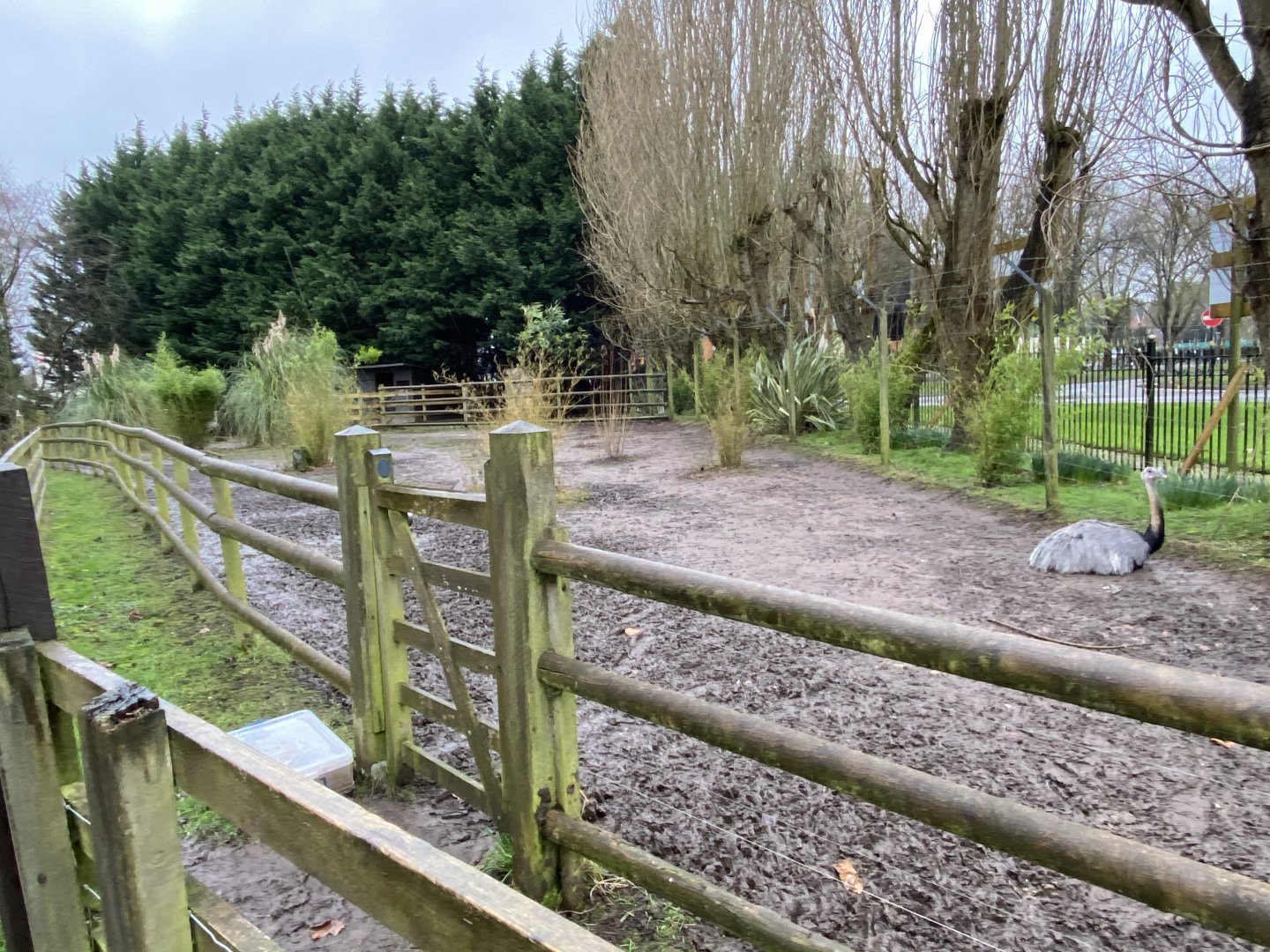 Rhea enclosure 150220