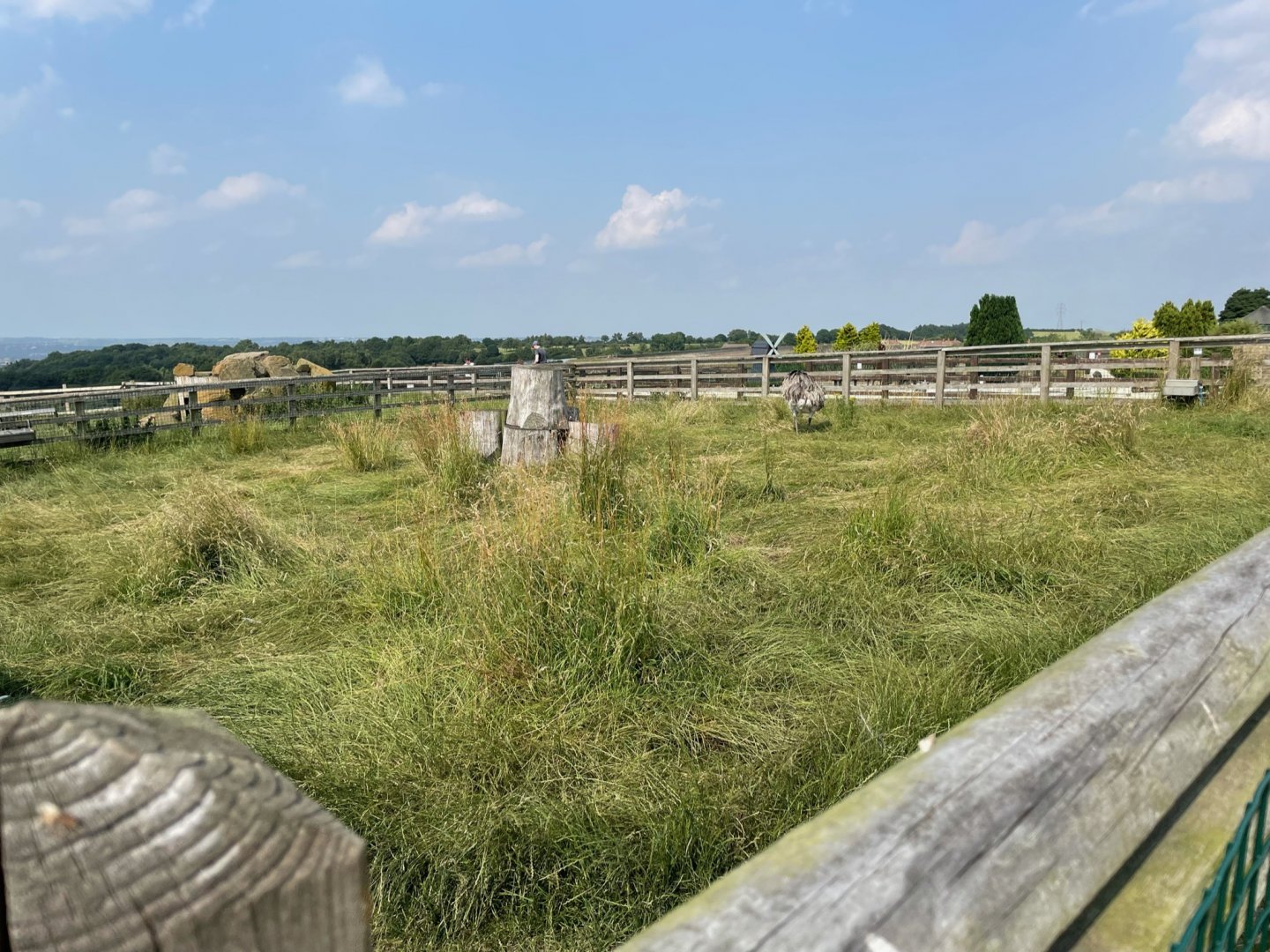 Rhea Enclosure at Charlotte's Ice Cream Parlour (July 2021)