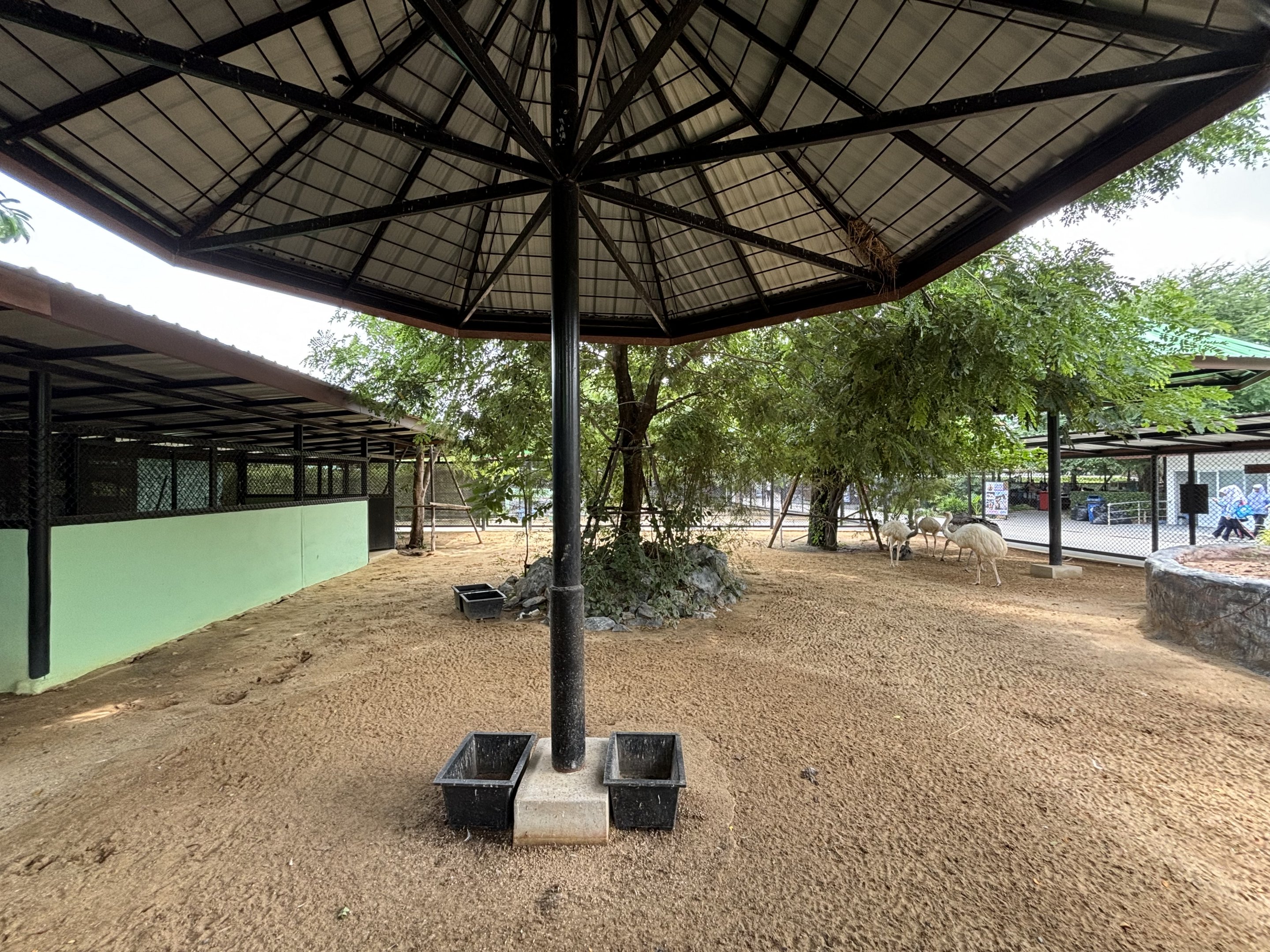 Rhea Exhibit - Lion Park