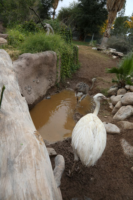 rhea exhibit