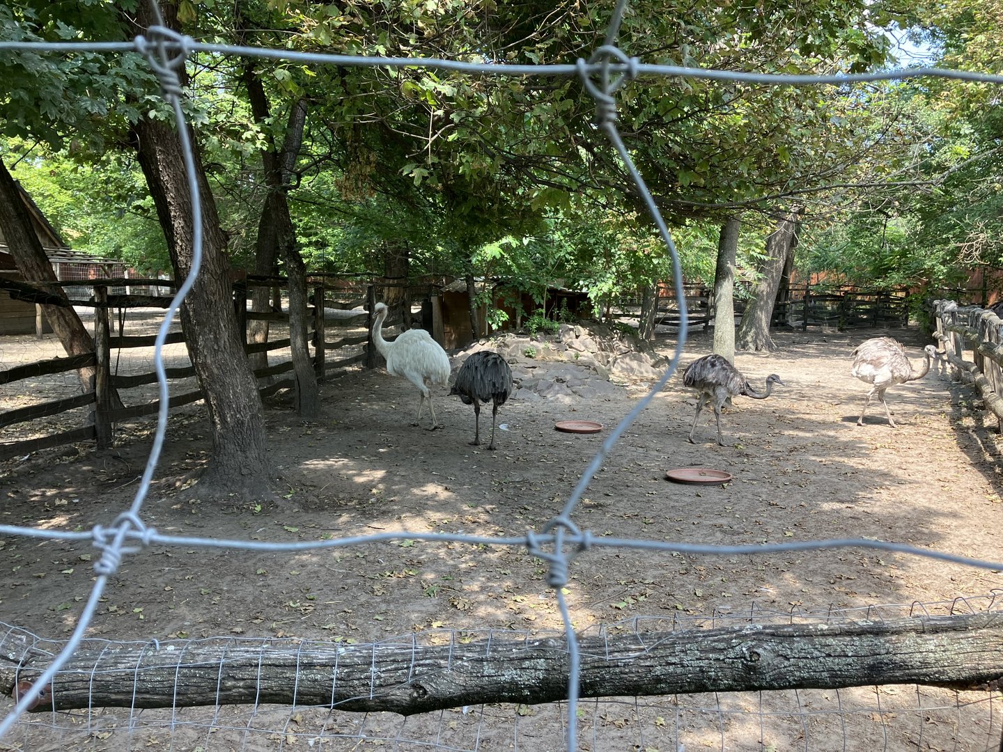 Rhea exhibit