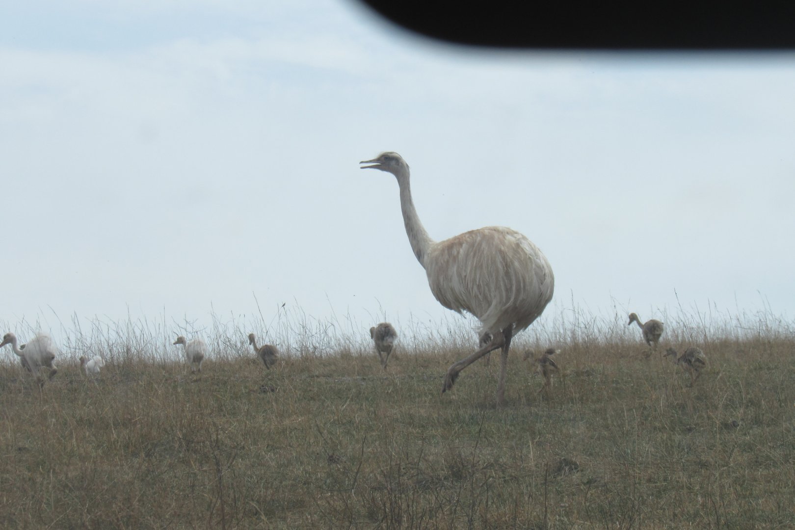 rhea family
