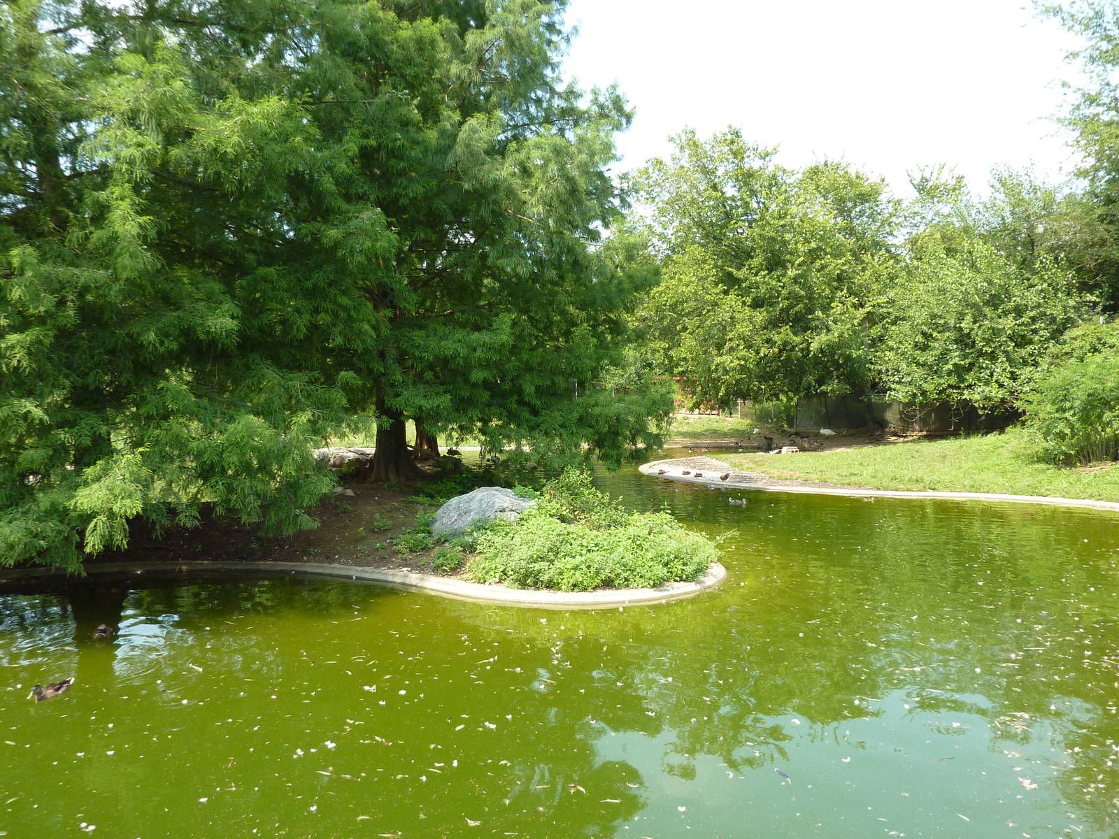 Rhea/Guanaco Exhibit