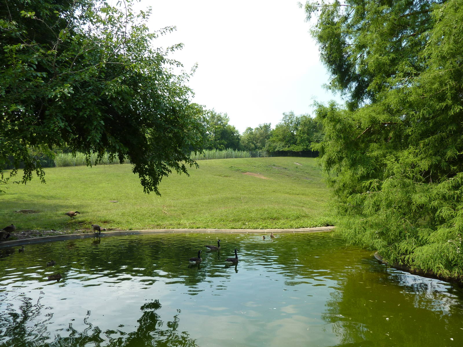 Rhea/Guanaco Exhibit