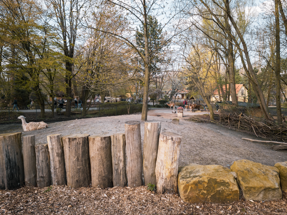 Rhea, Llama and Guanako