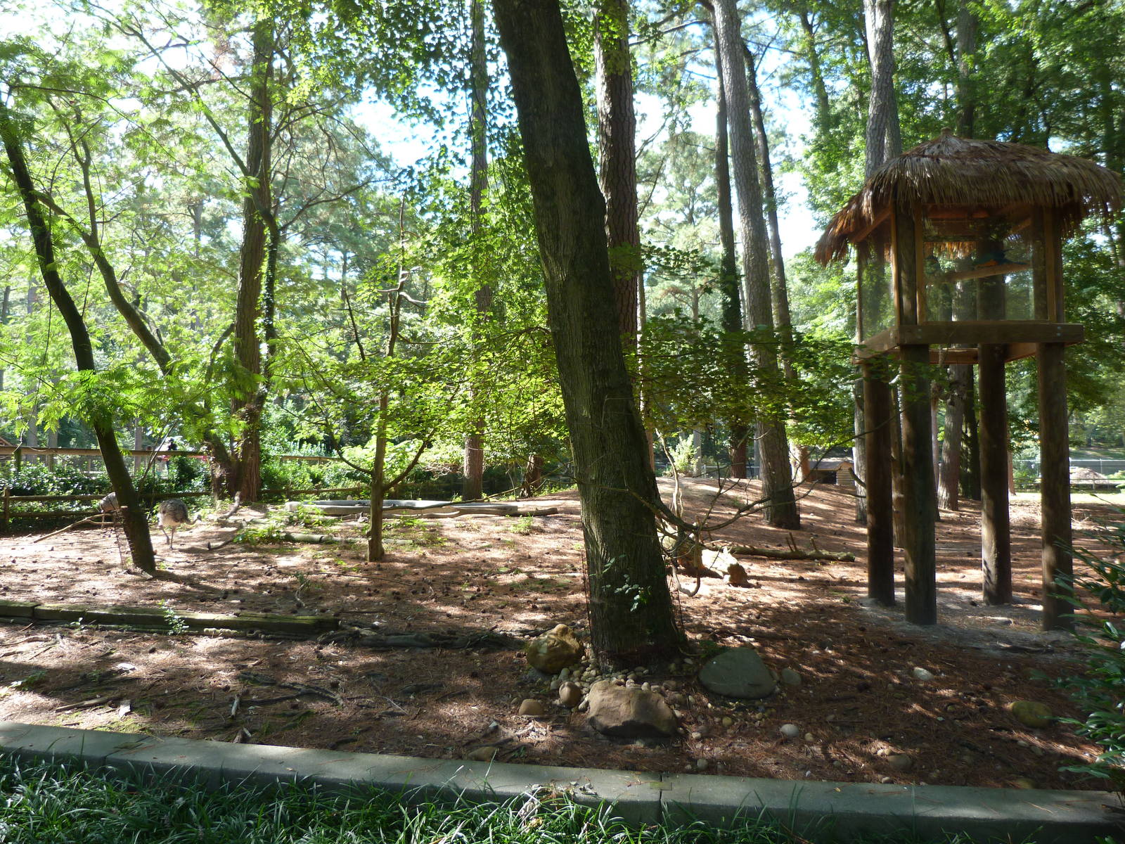 Rhea/Macaw/Alpaca/Capybara Exhibit - 9/7/2013