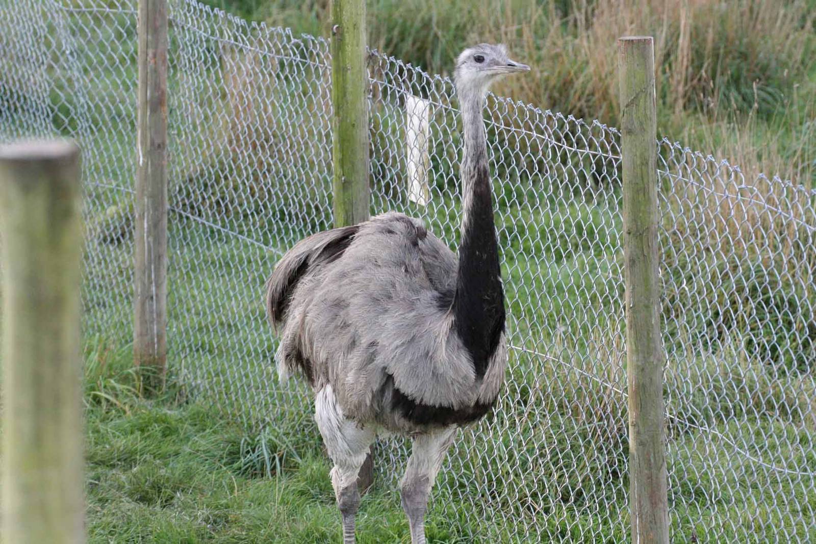 Rhea, Marwell Wildlife