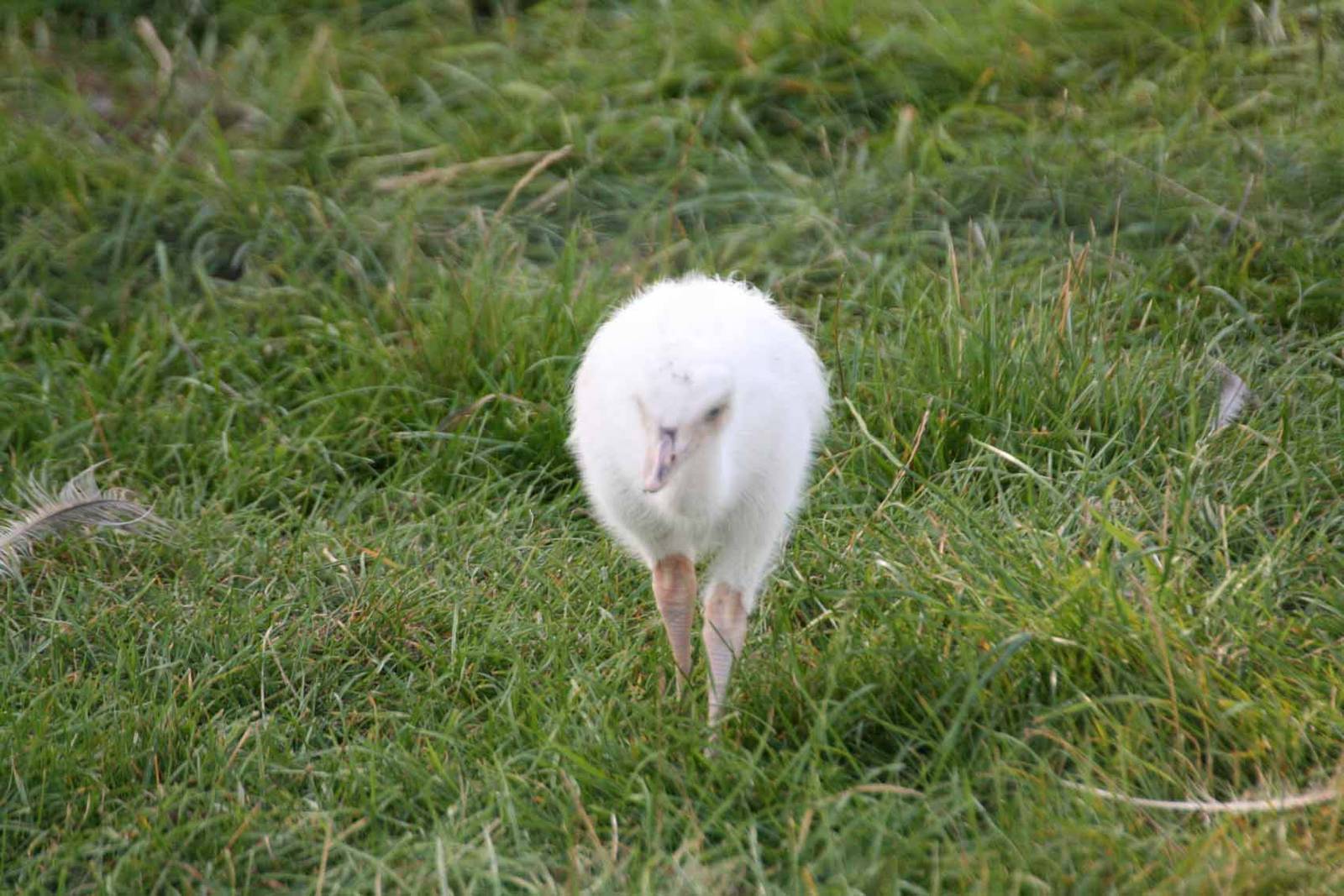 Rhea, Marwell Wildlife