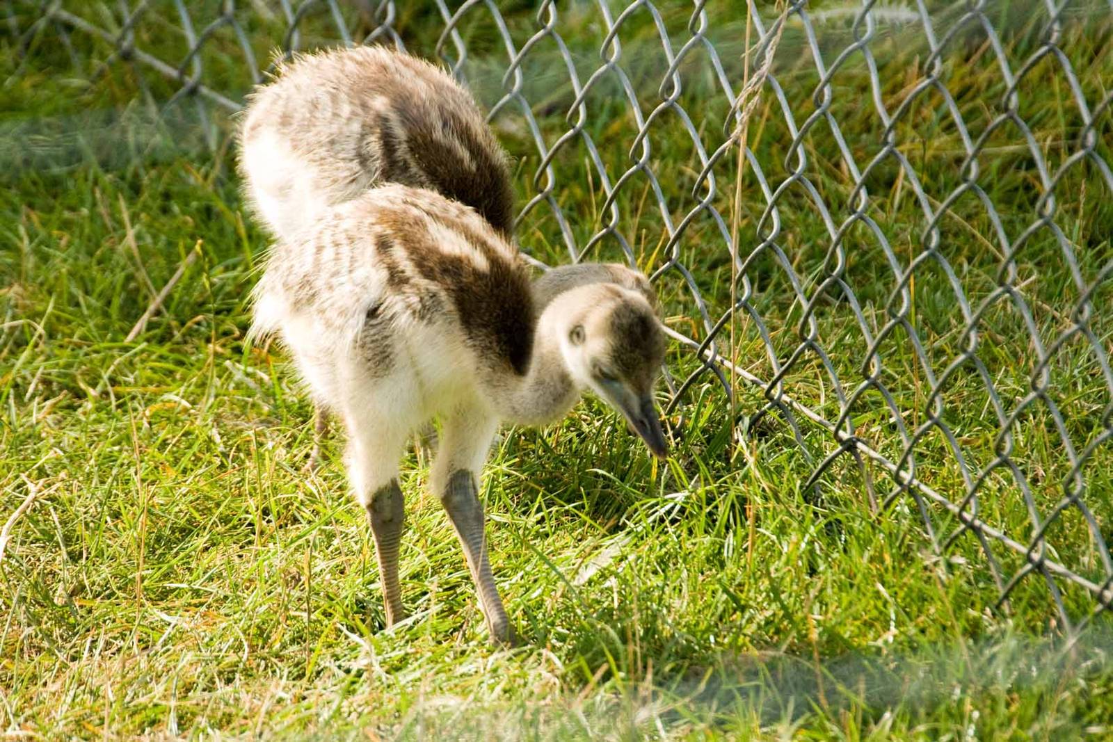 Rhea, Marwell Wildlife