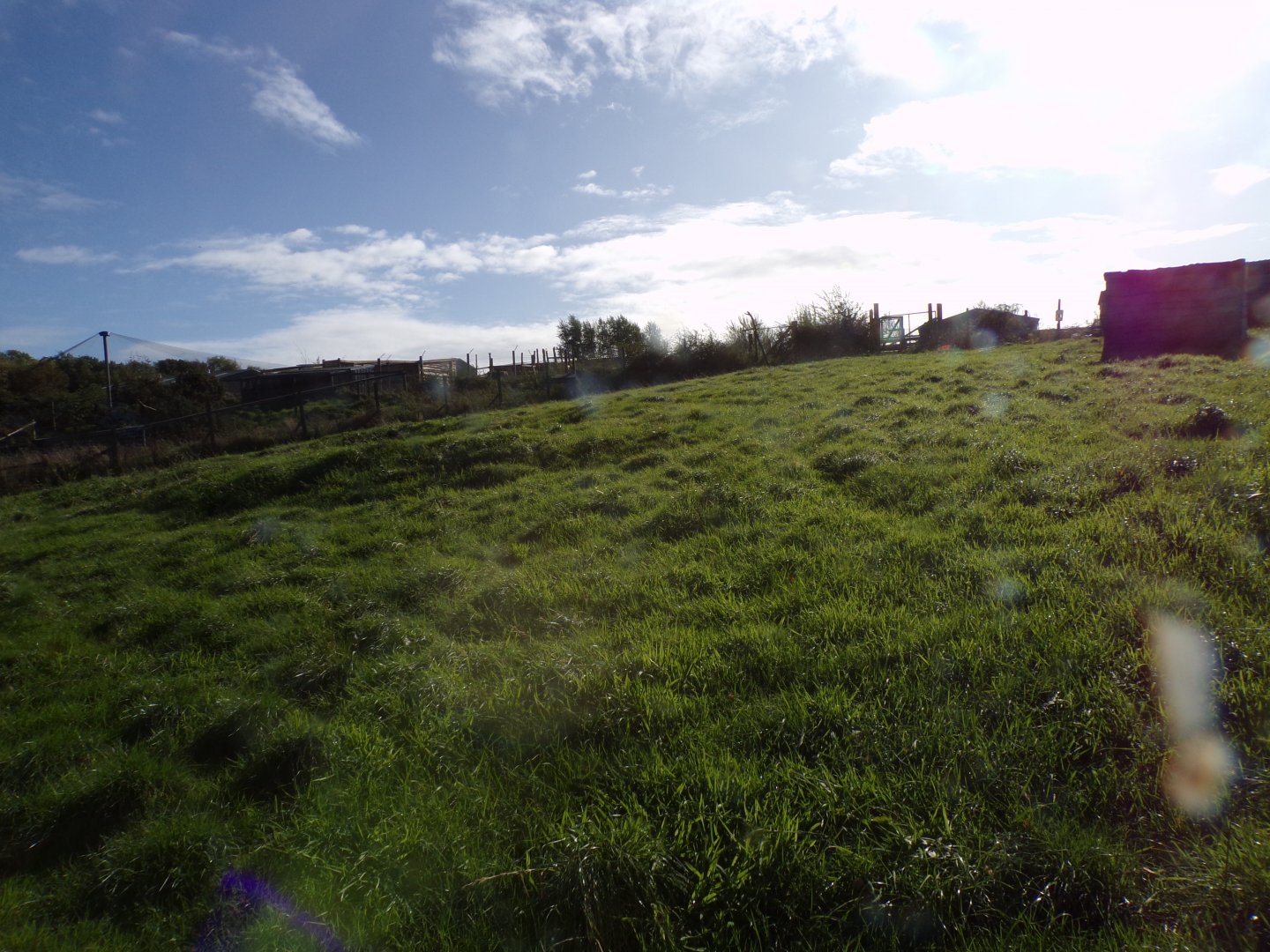 Rhea paddock 14.10.23