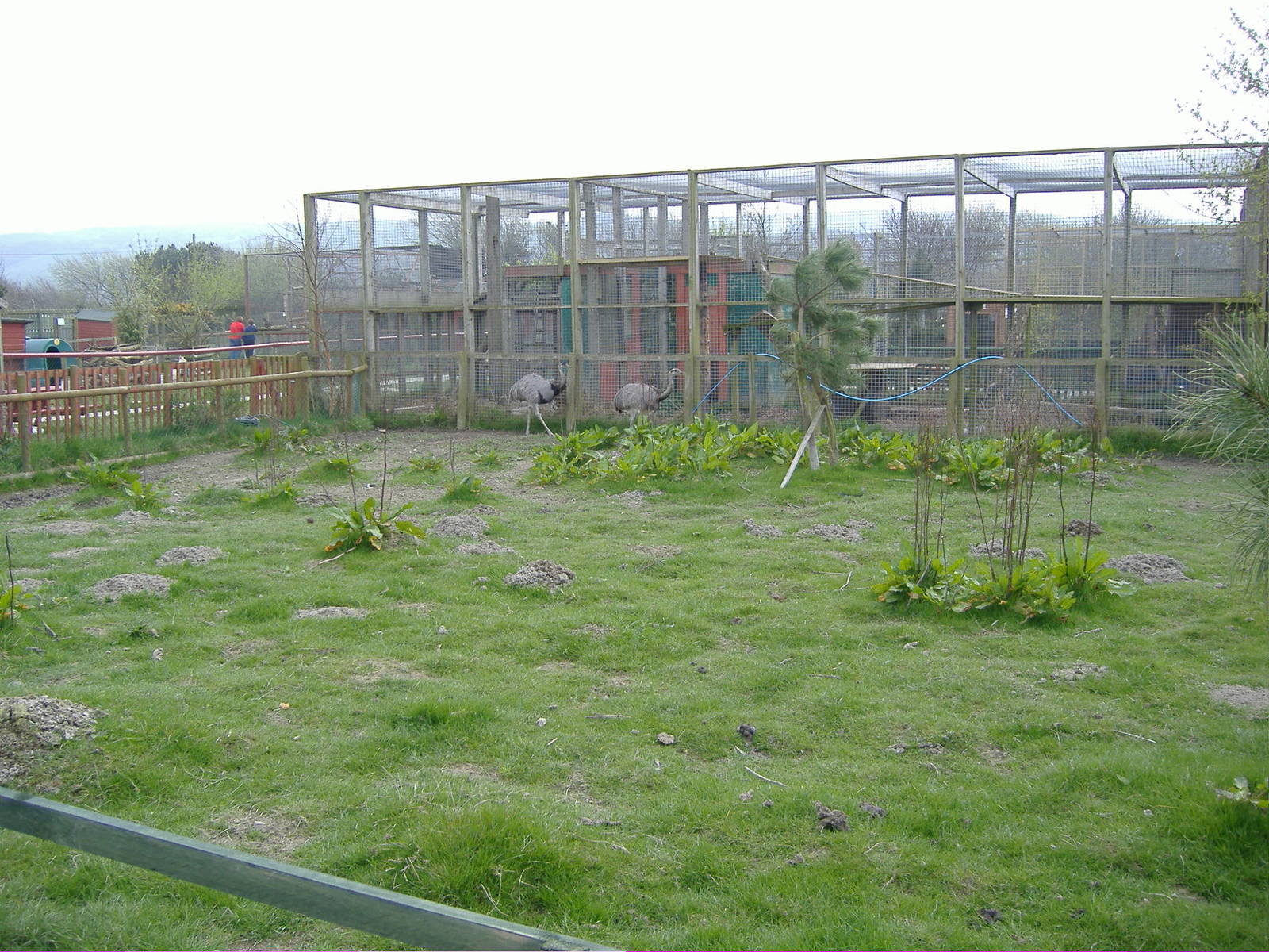 Rhea Paddock, with leopard behind Animalarium