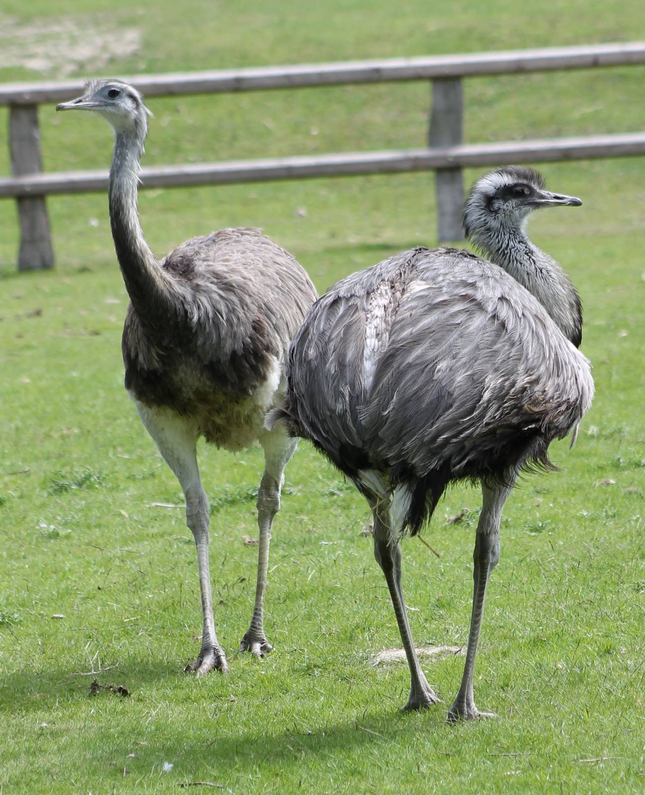 Rhea-pair