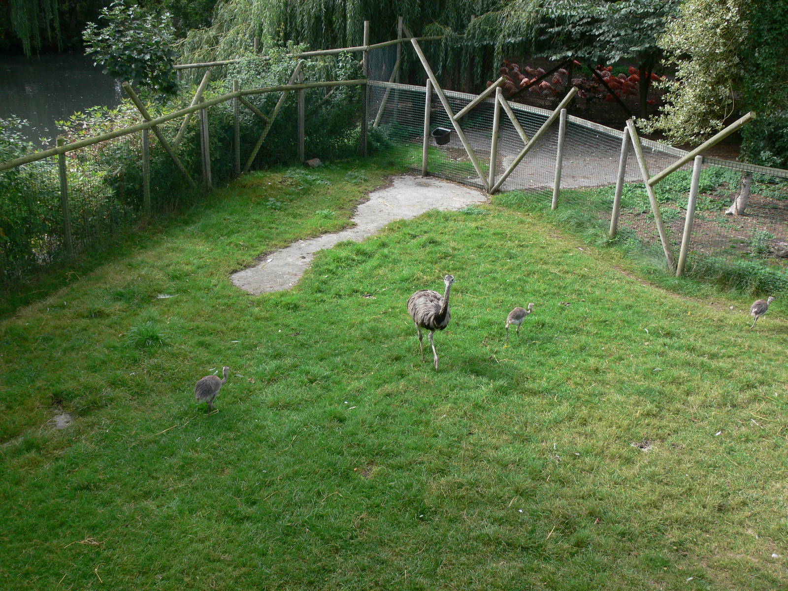 Rhea pen at Flamingo Land, 21/09/13