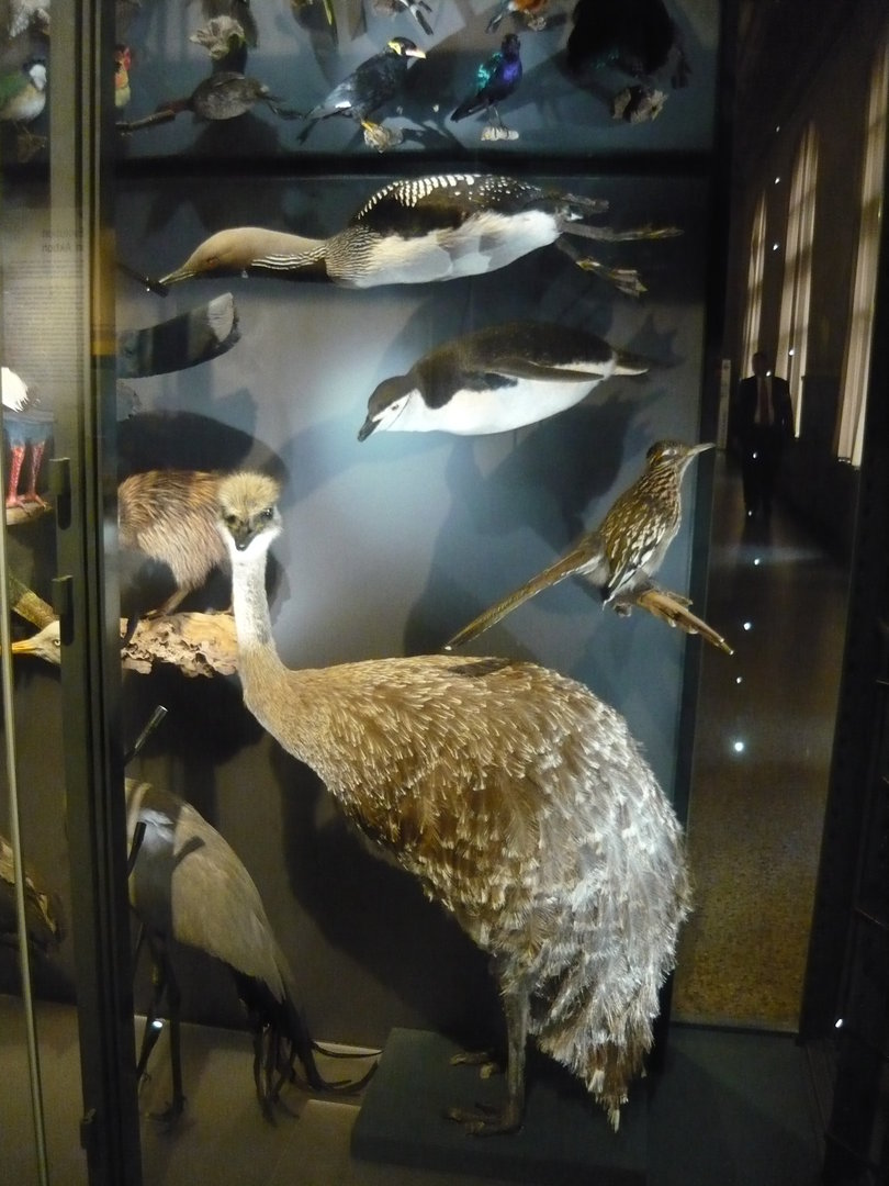 Rhea, roadrunner, chinstrap penguin, loon...