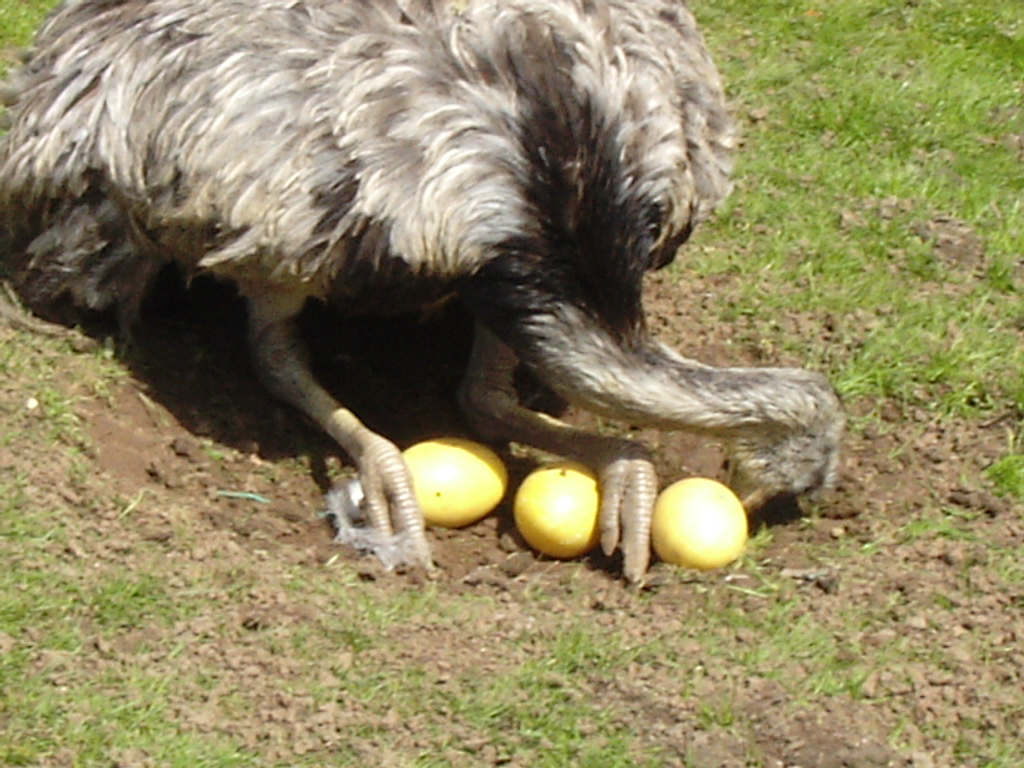 Rhea Sitting On Newly Laid Eggs