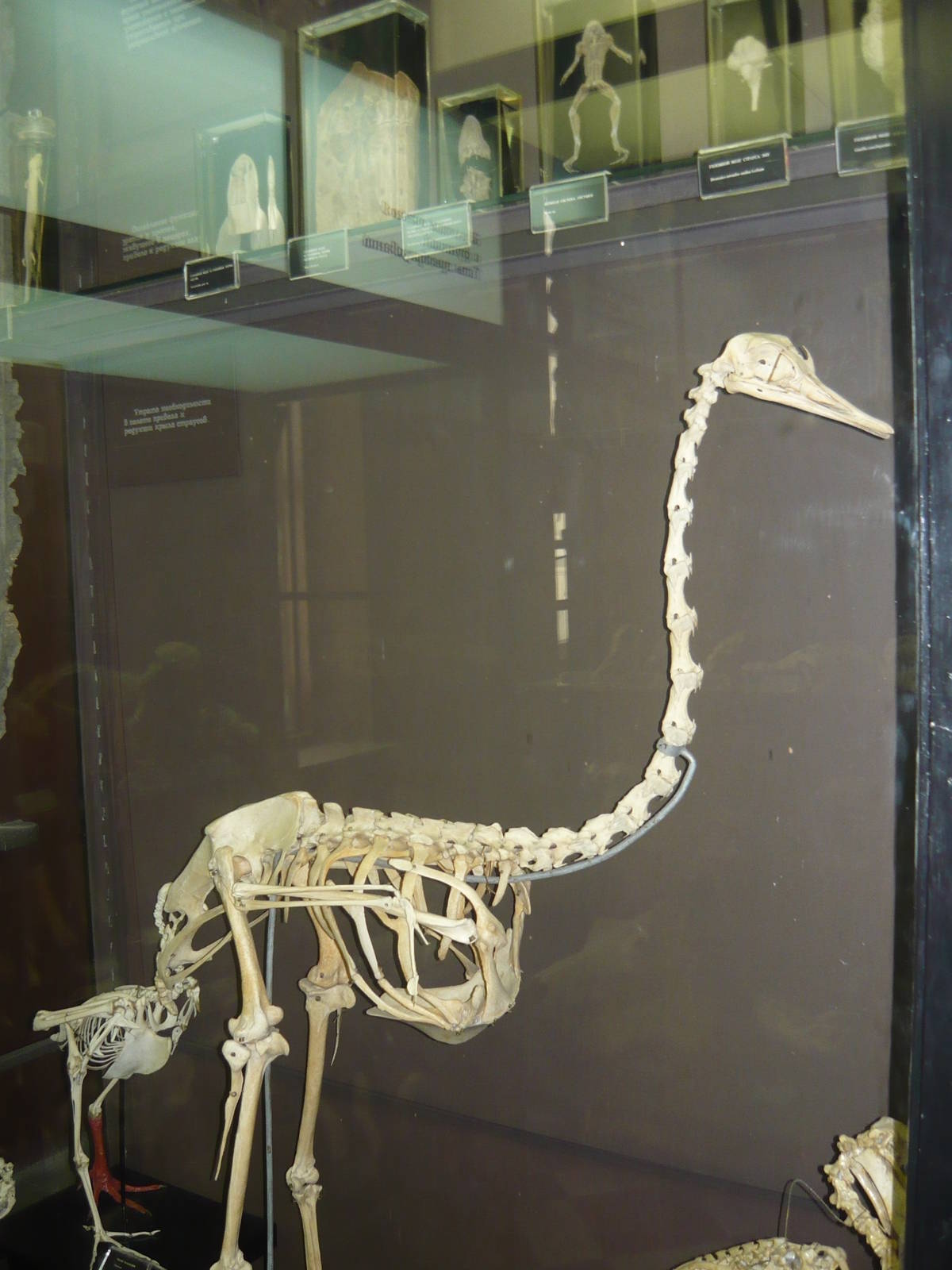 Rhea skeleton