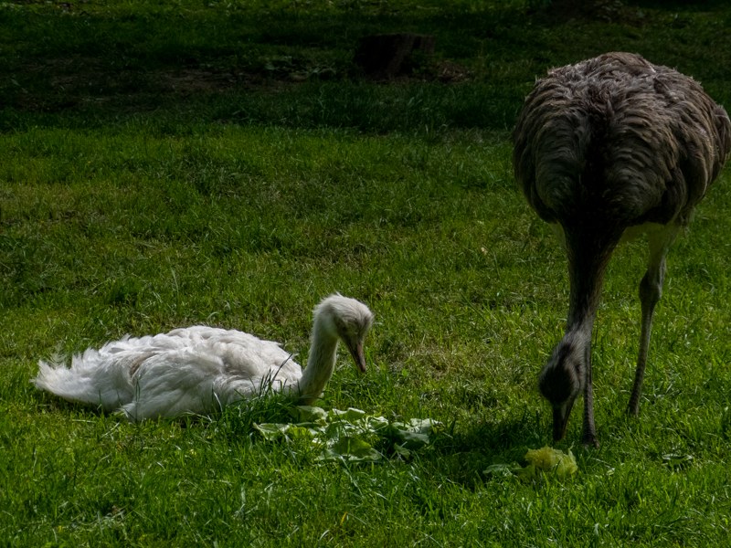 Rhea (Struthio americanus)