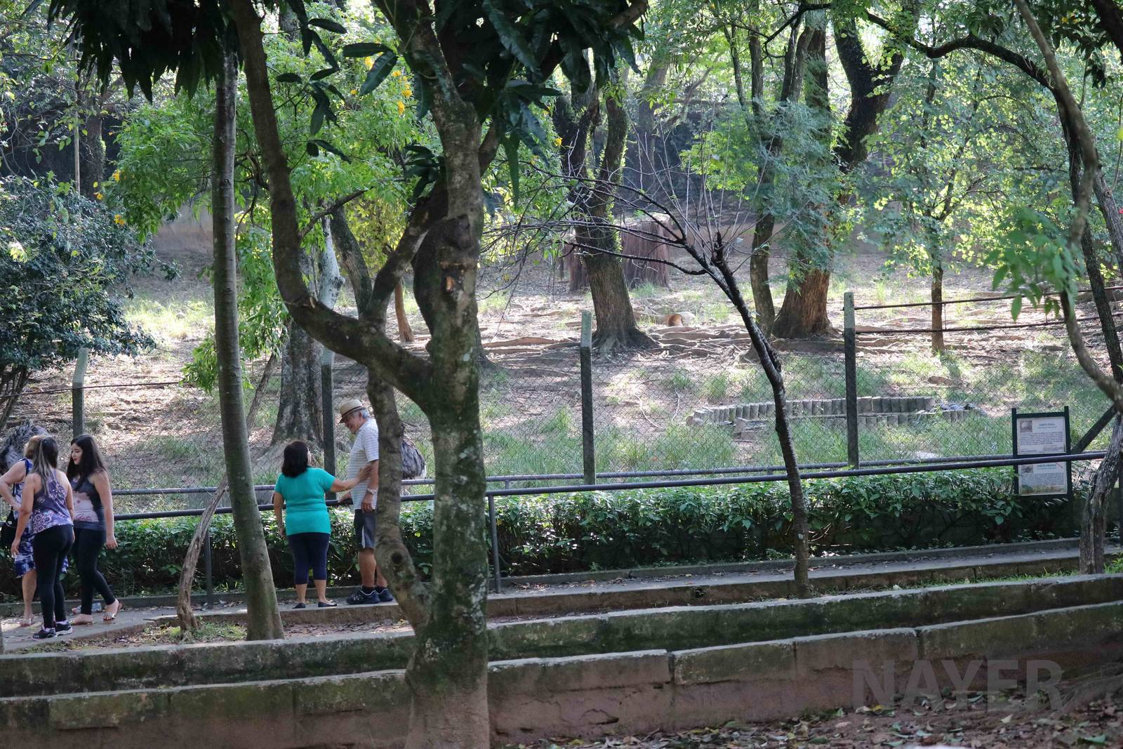 Rhea, tortoise and brocket deer enclosure, April 2016