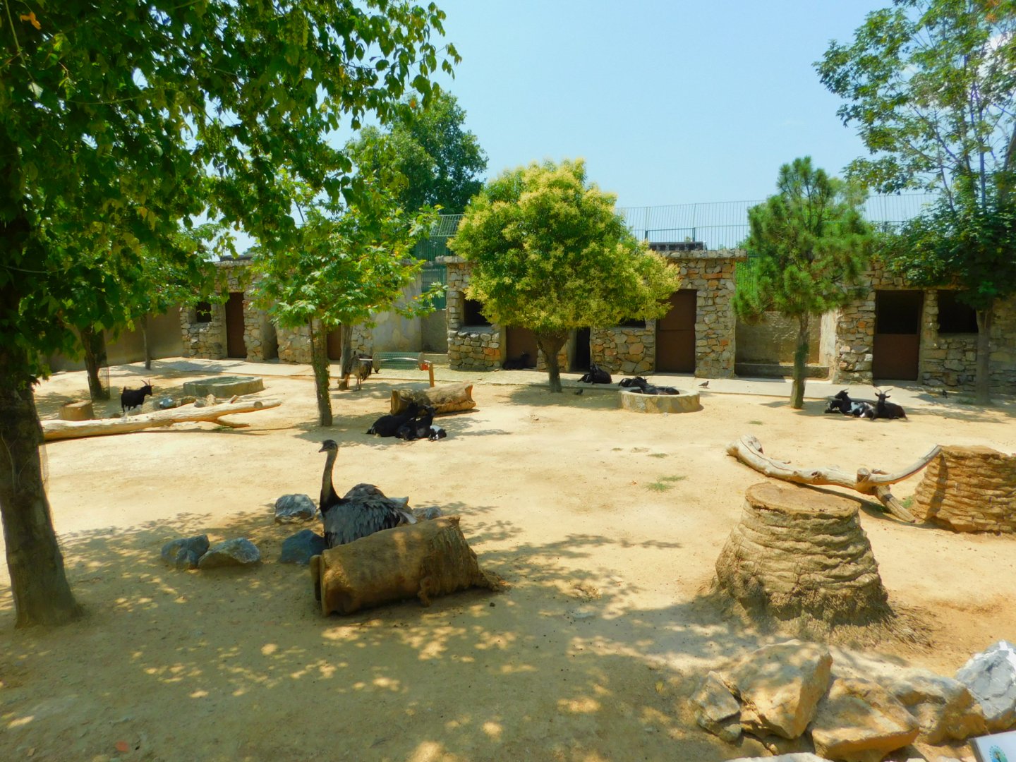 Rheas and pygmy goats