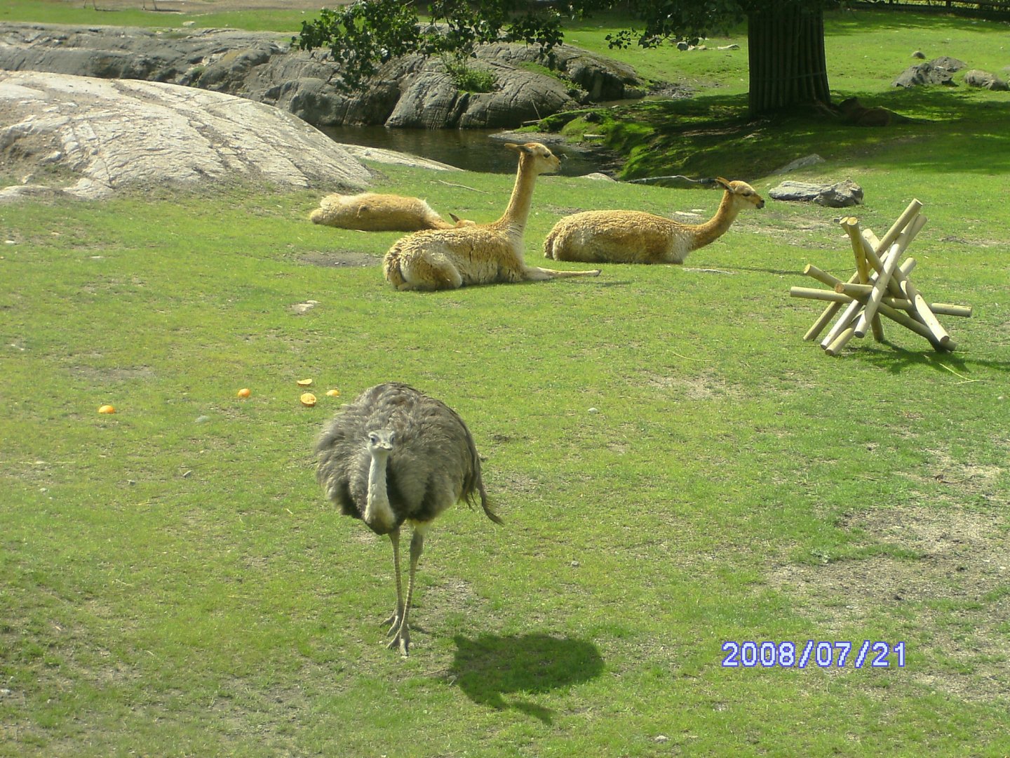 Rheas and vicuna