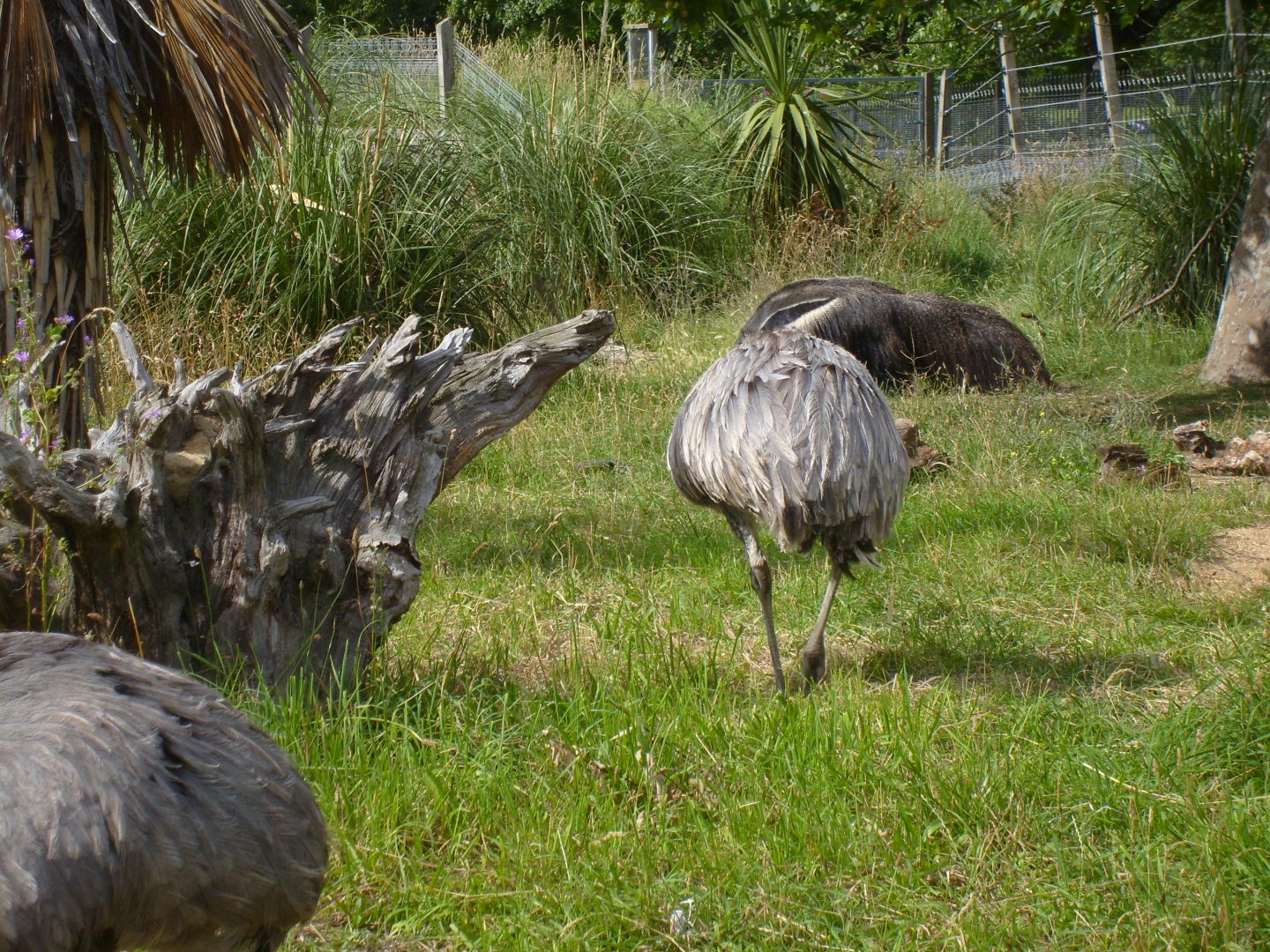 Rheas & Anteaters