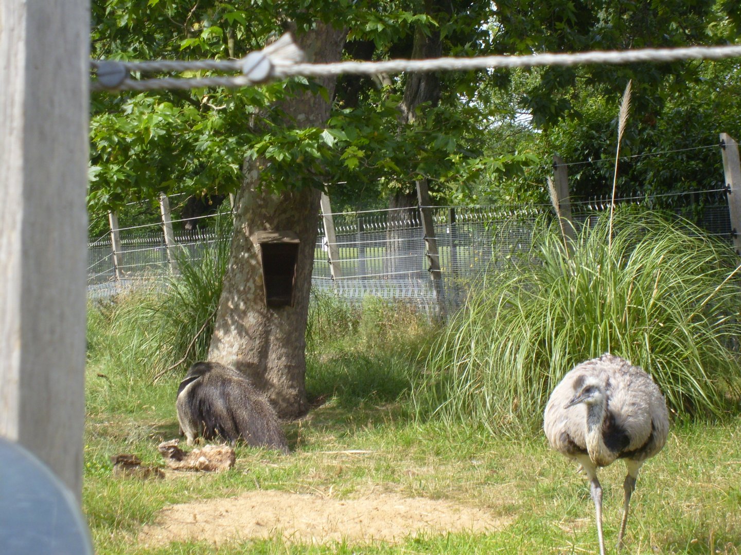 Rheas & Anteaters