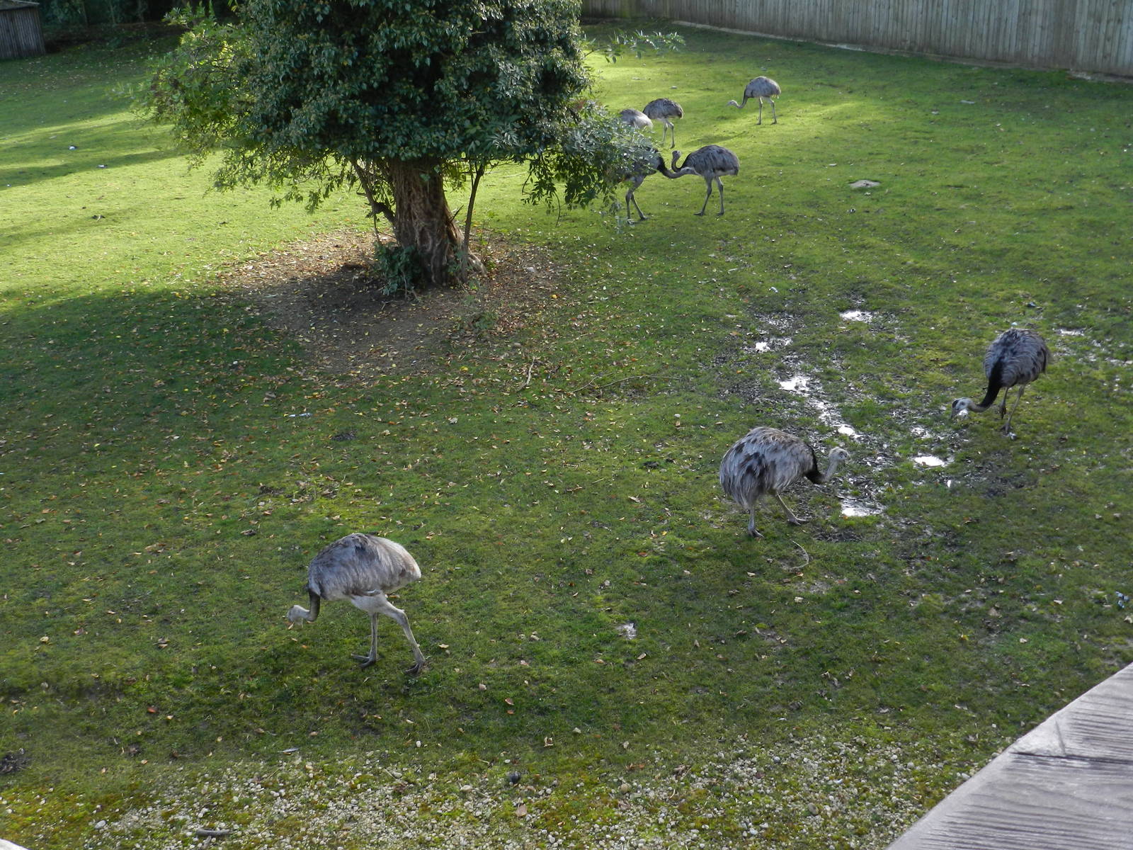 Rheas at Flamingo Land - 14/10/2012