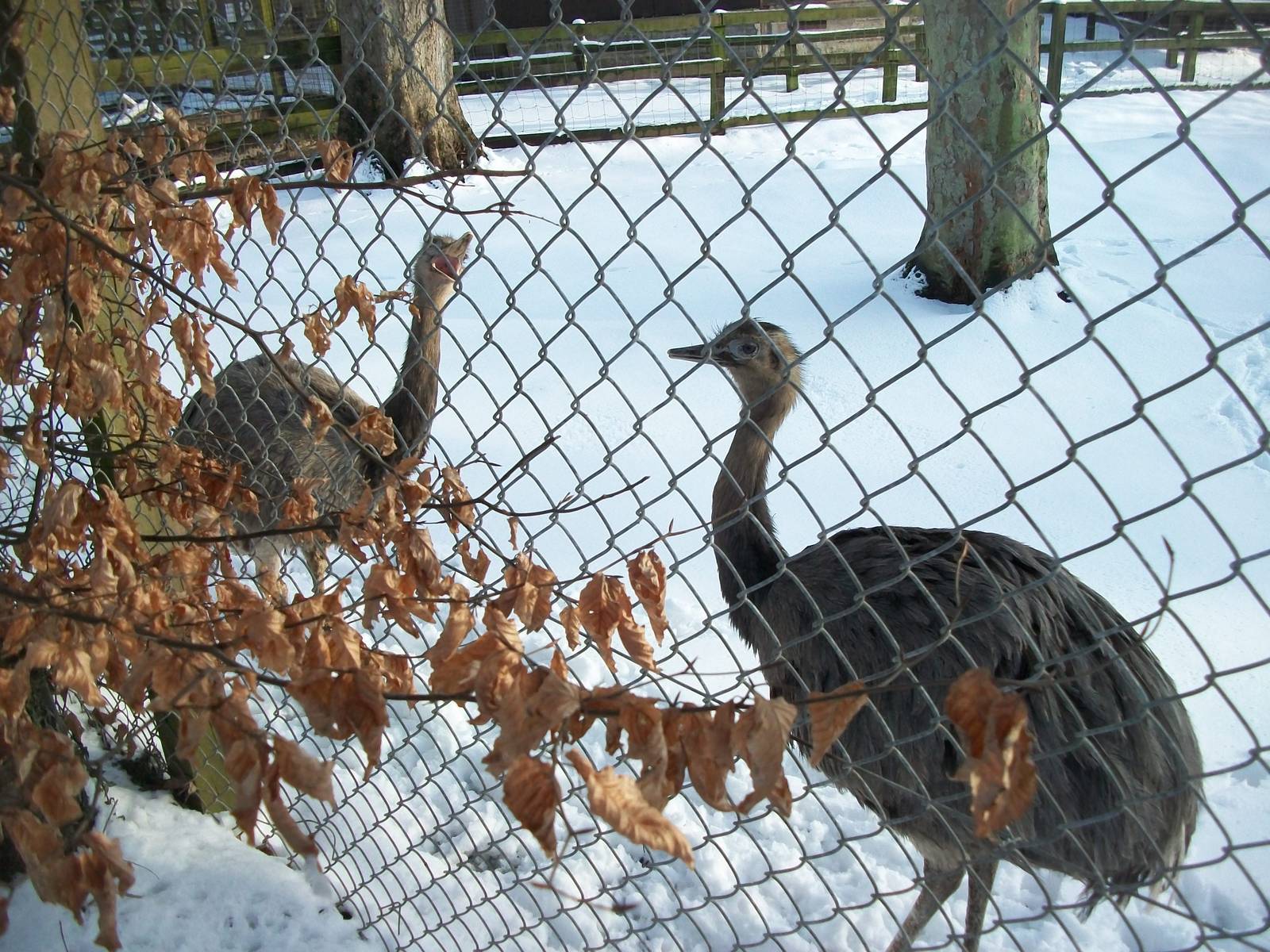 Rheas at Sewerby Zoo 5th February 2012