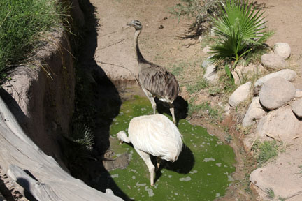 rheas in mud puddle