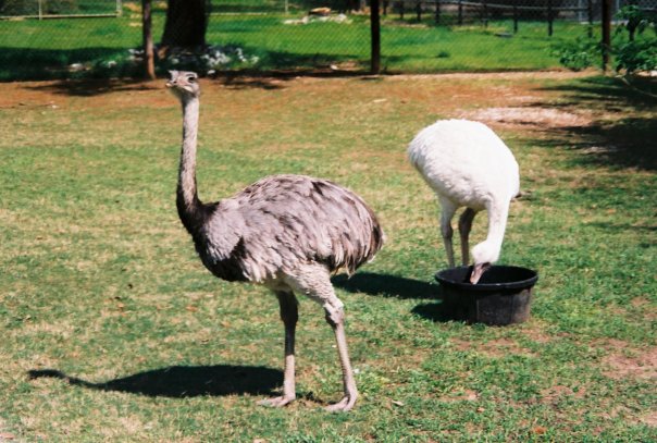 Rheas in off-exhibit area