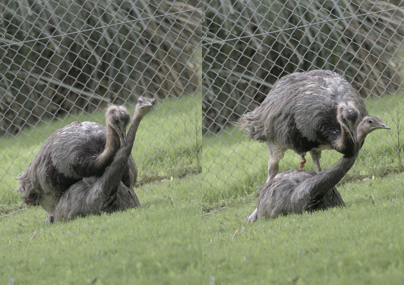 Rheas mating