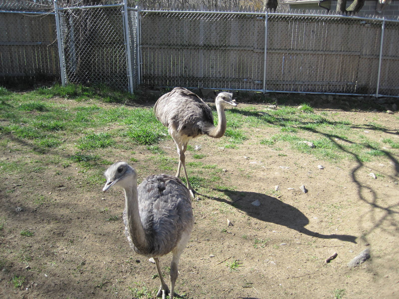 Rheas on a Fine Spring Day