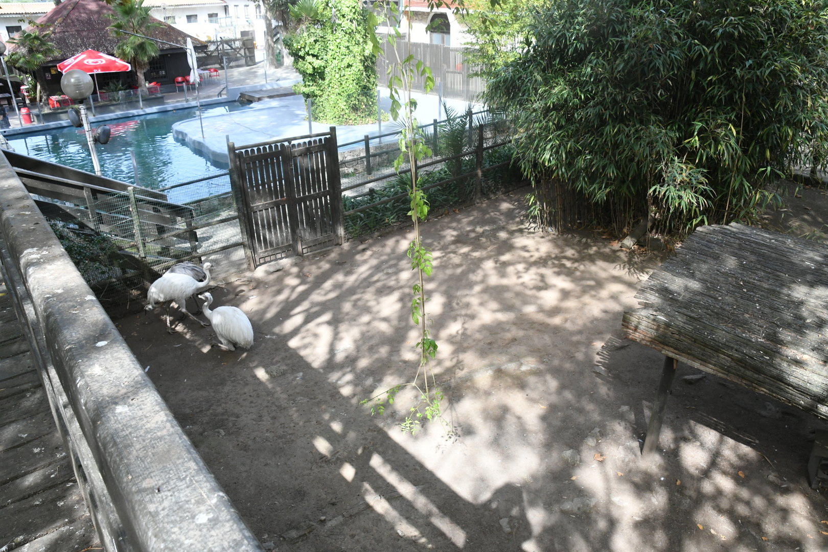 Rheas pen and Fur Seals pool