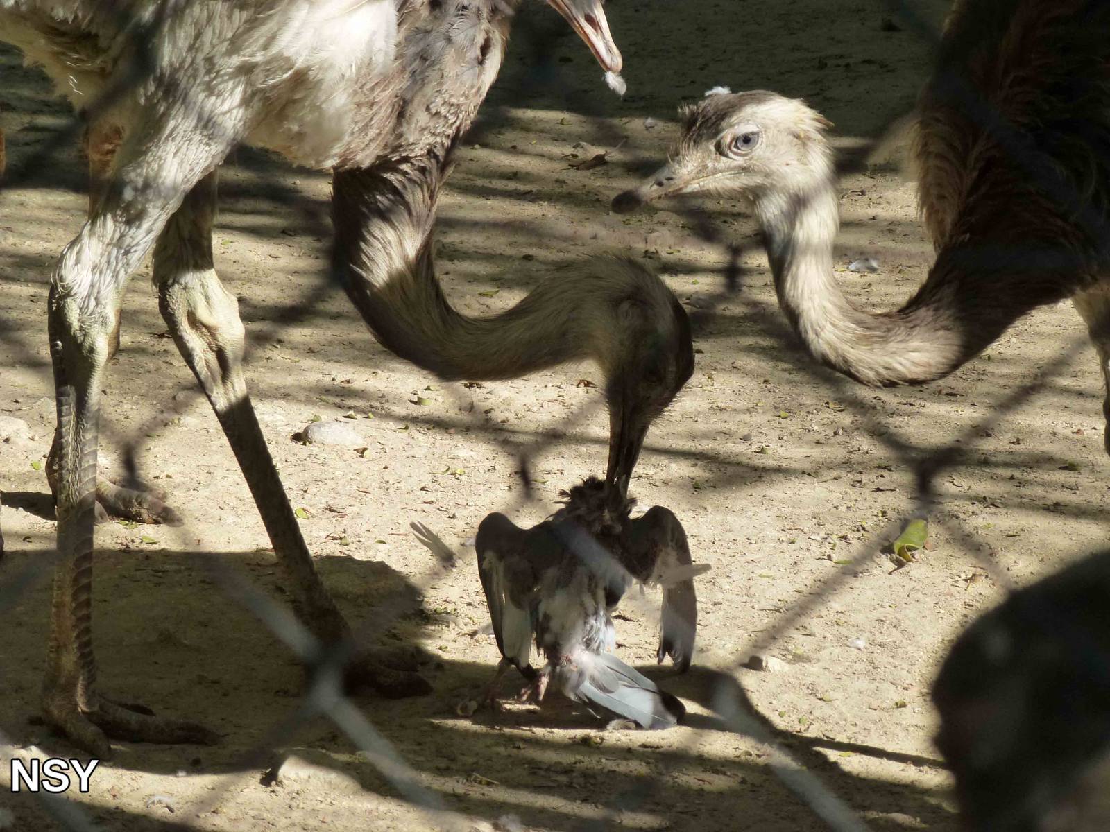 Rheas playing with a dead pigeon, July 2013.