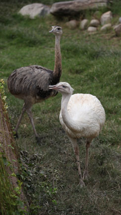 rheas - two morphs